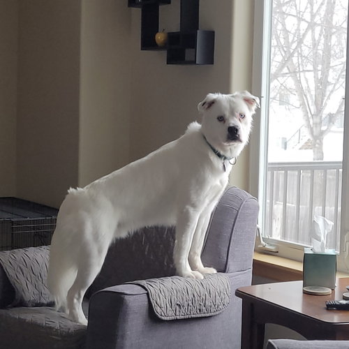 Falcor — thumbnail 5