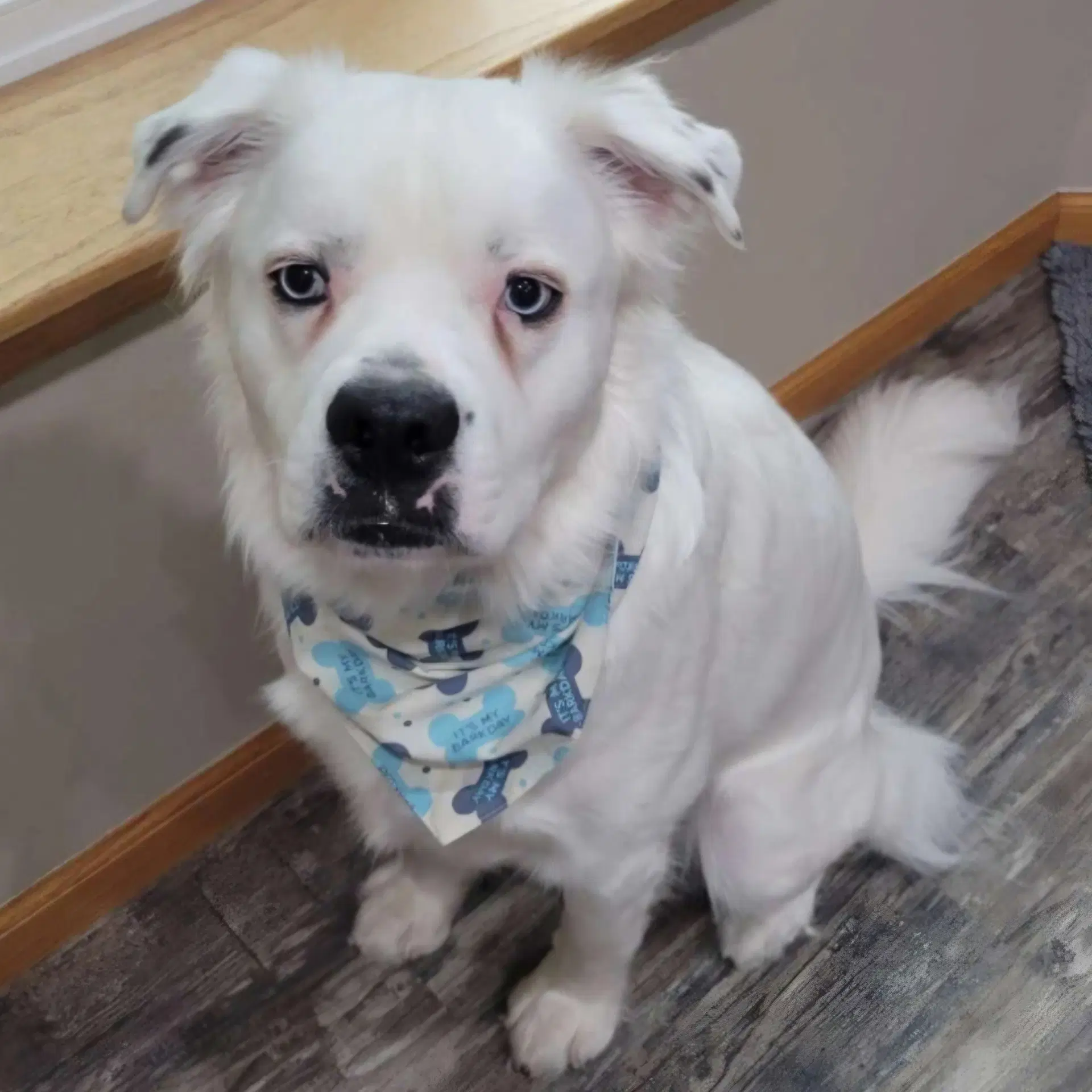 Falcor image 2
