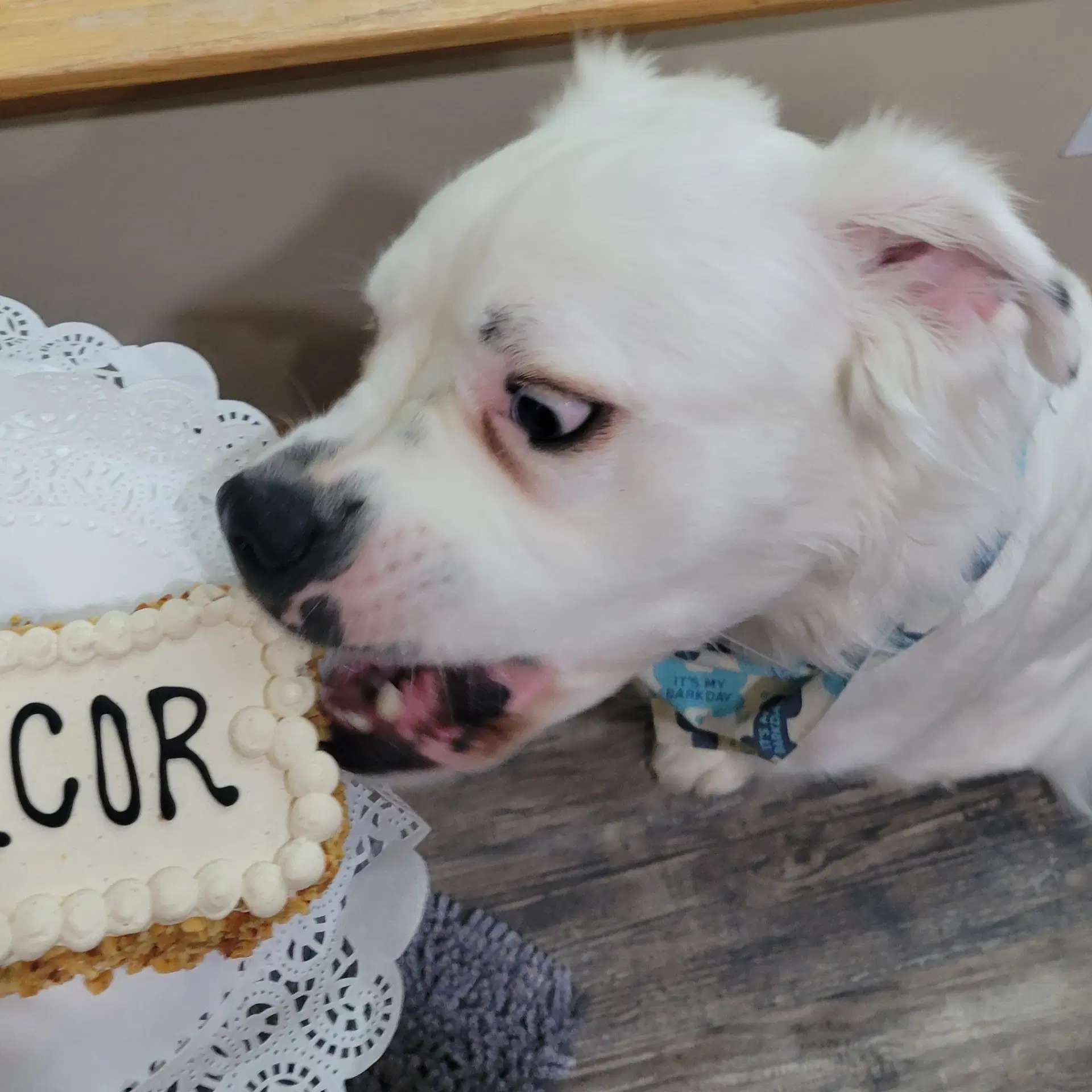 Falcor image 2