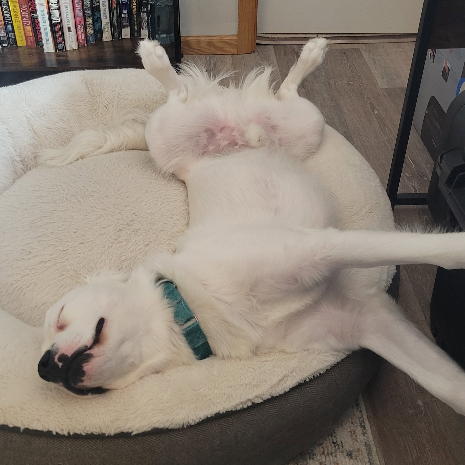 Falcor, photo 9