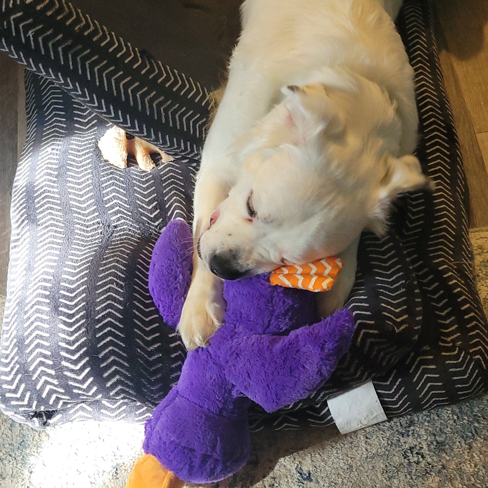 Falcor, photo 10