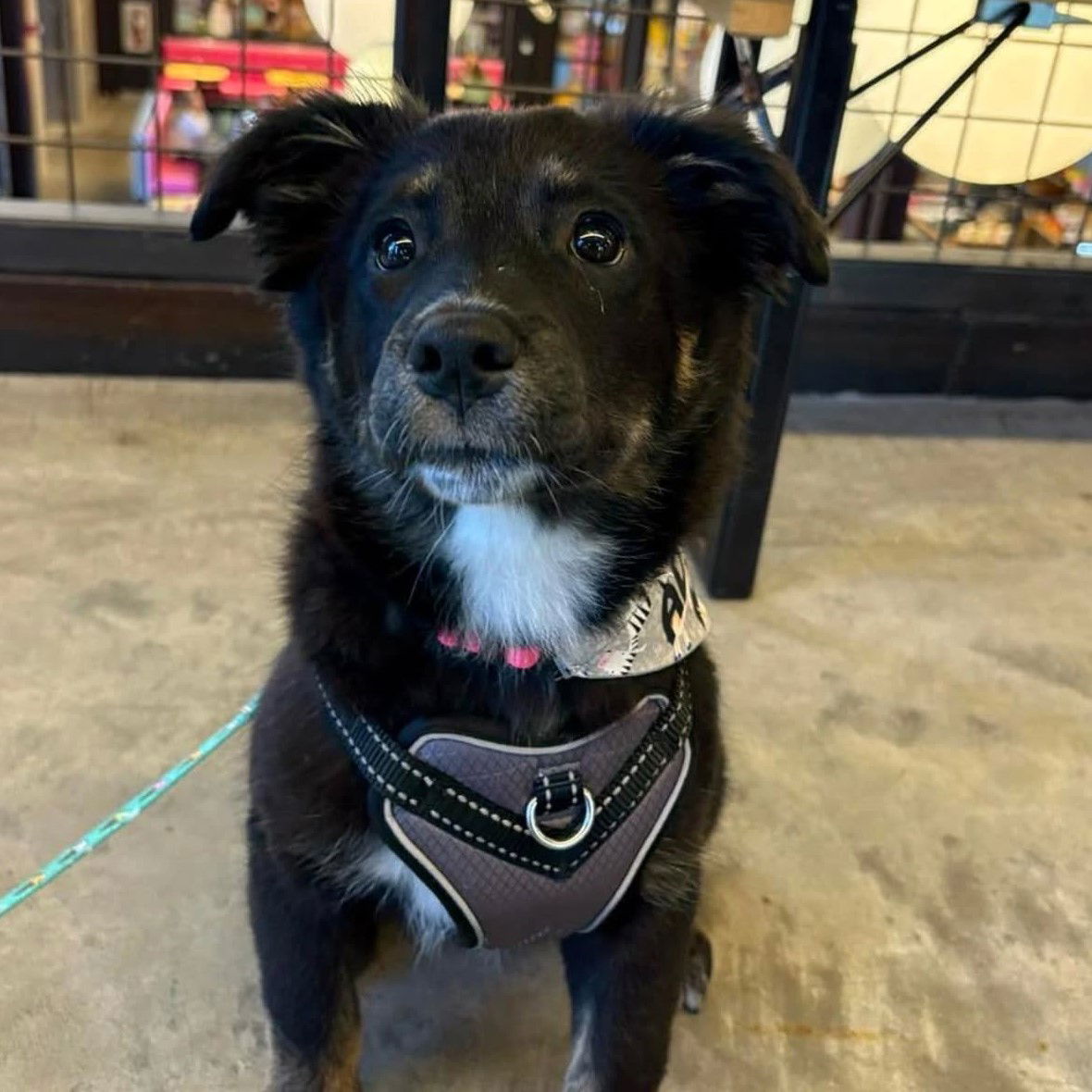 adoptable Dog in Fargo, ND named Tala