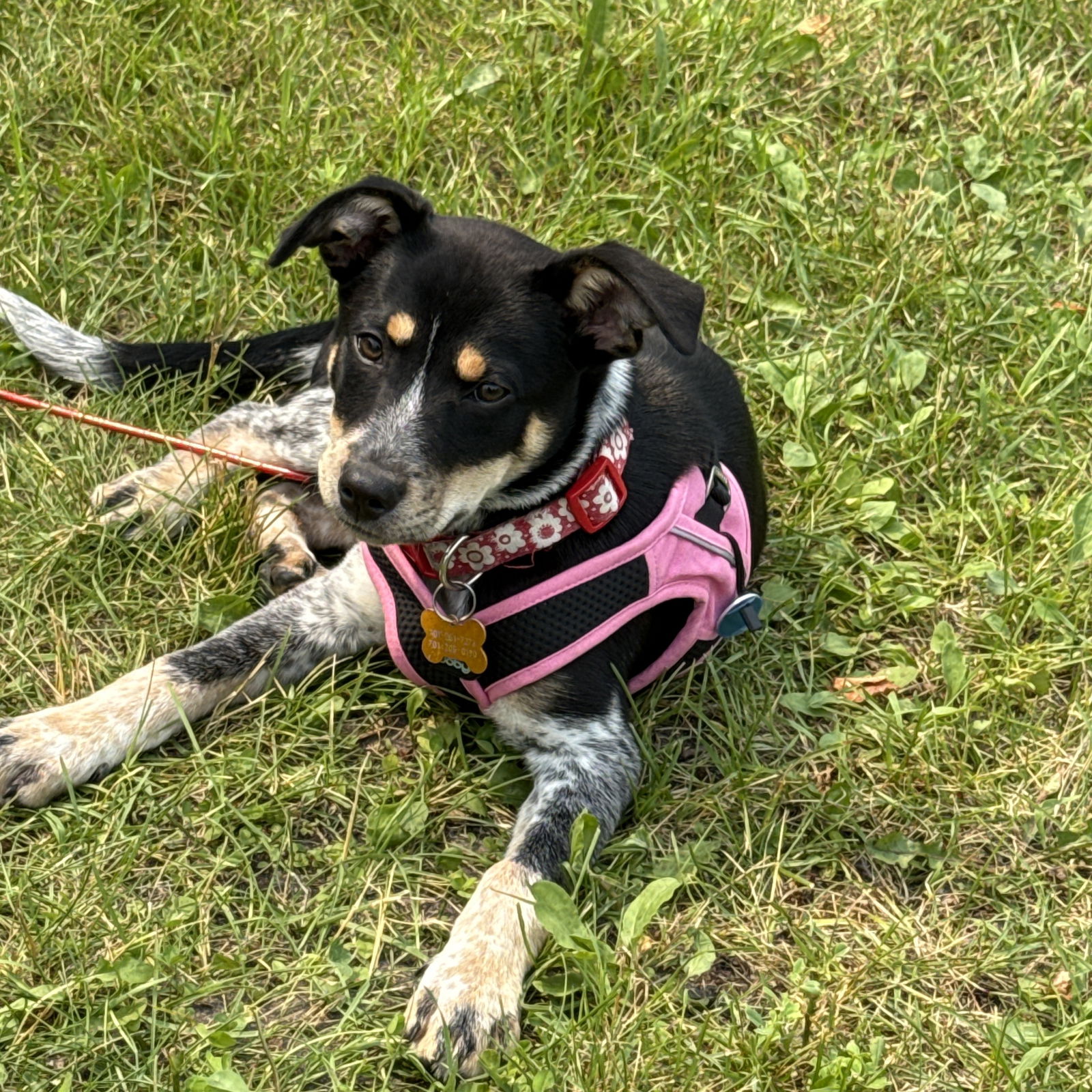 adoptable Dog in Fargo, ND named Porcupine