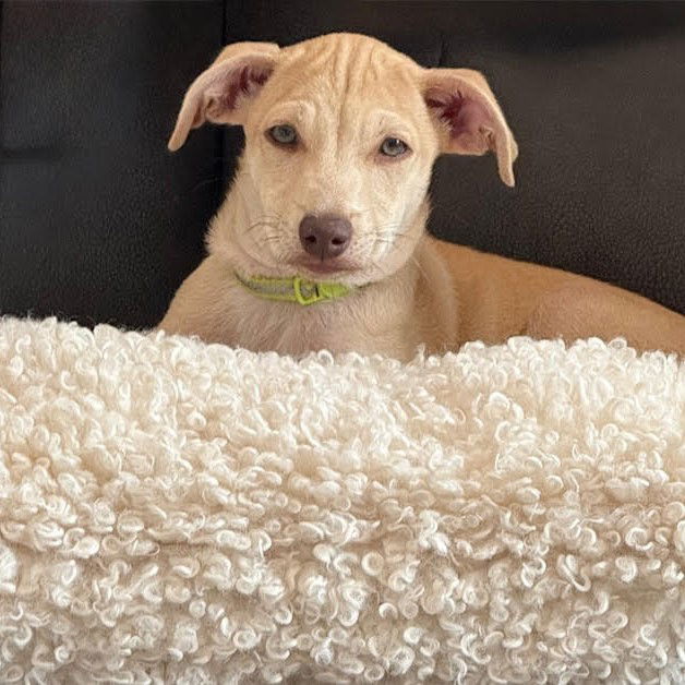 adoptable Dog in Fargo, ND named Jack Pine