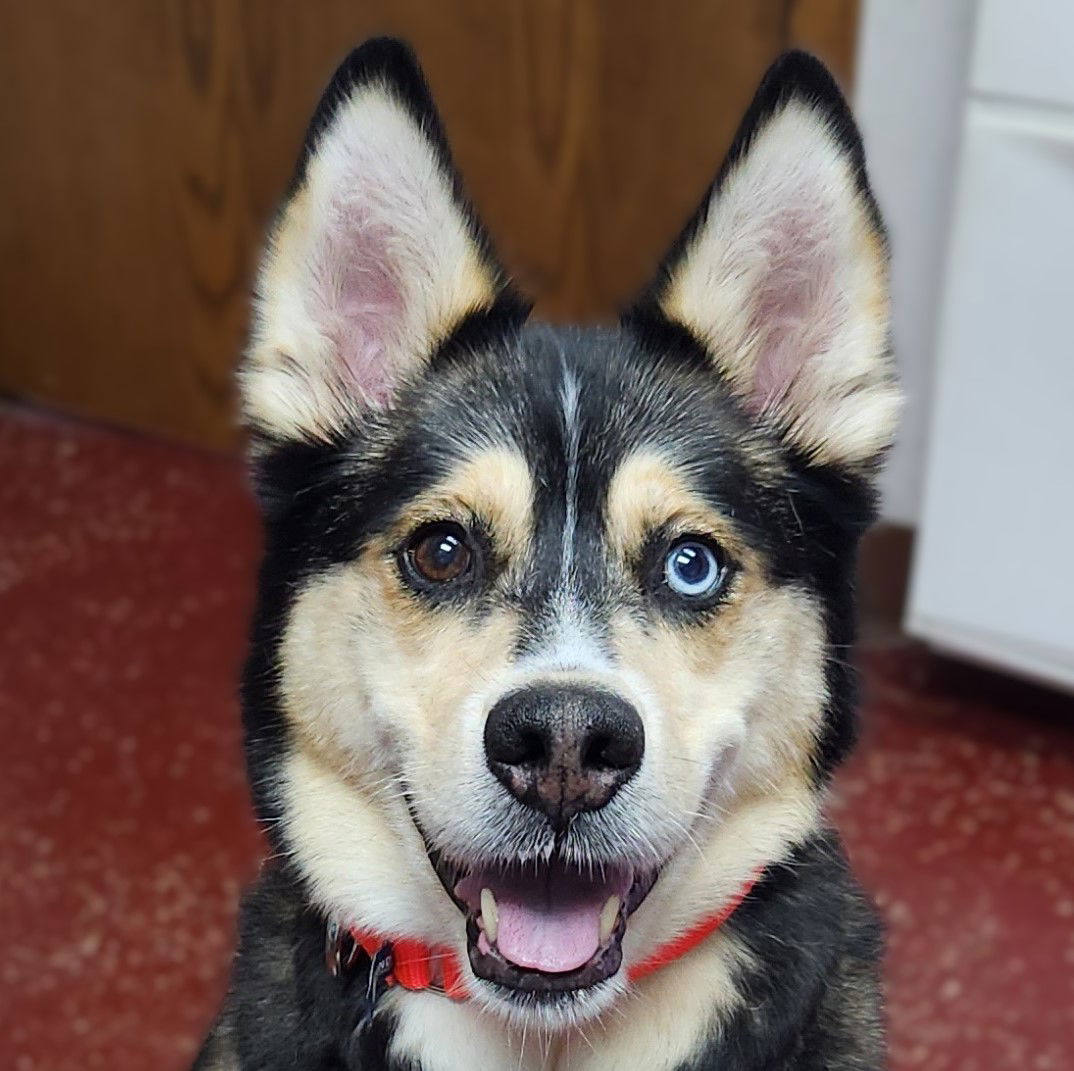 adoptable Dog in Fargo, ND named Sally O'Malley