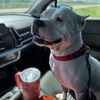 adoptable Dog in  named Liana
