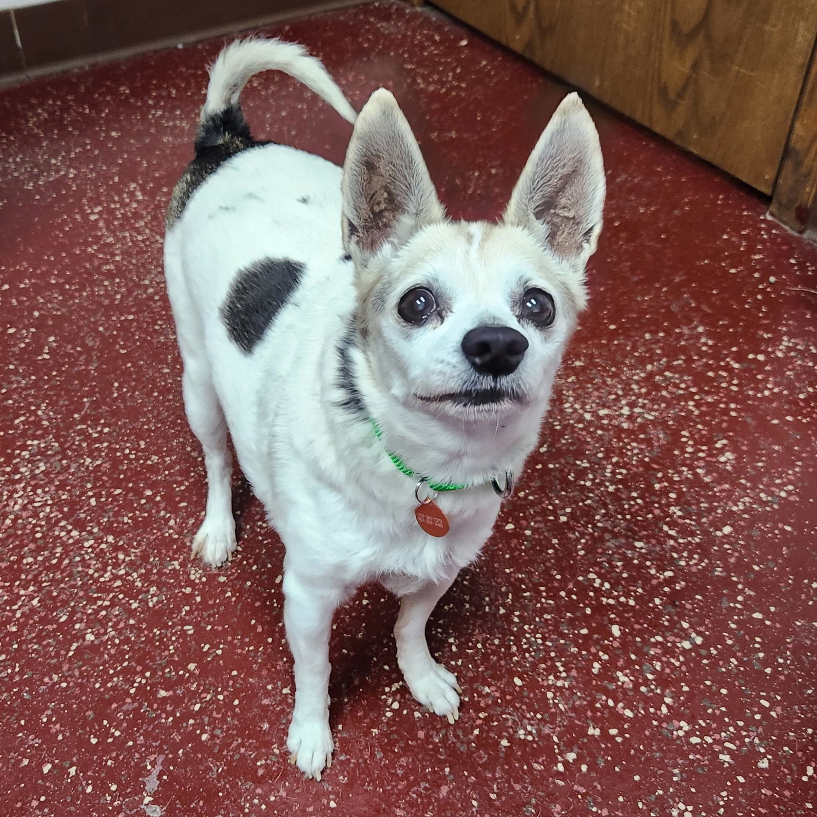 adoptable Dog in Fargo, ND named Honoria