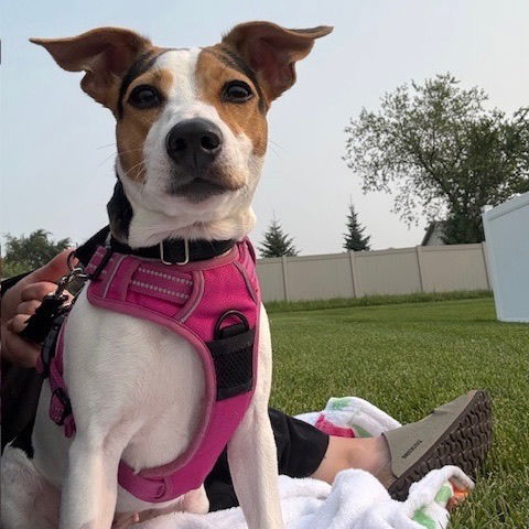 adoptable Dog in Fargo, ND named Cupcake