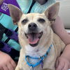 adoptable Dog in , ND named Adora