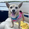 adoptable Dog in , ND named Adora