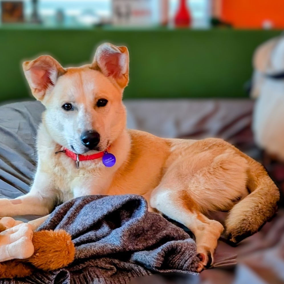 adoptable Dog in Fargo, ND named Dinga