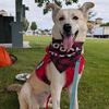 adoptable Dog in , ND named Dinga