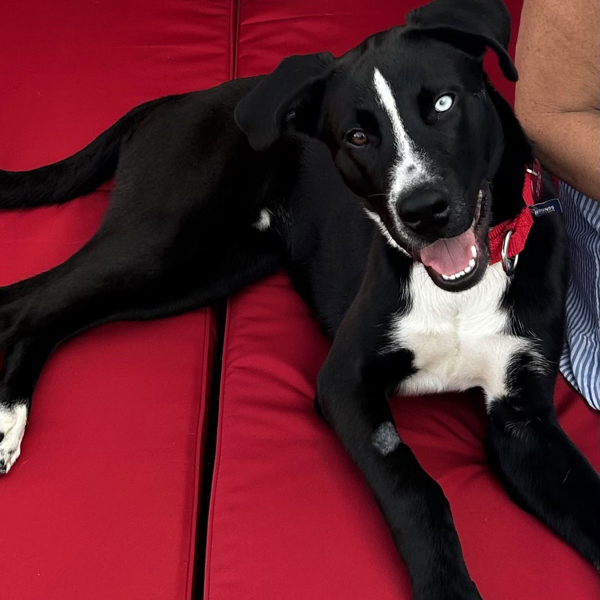 adoptable Dog in Fargo, ND named Dalton