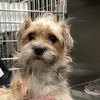 adoptable Dog in  named Zinnia