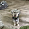 adoptable Dog in , ND named Emmett Otter