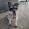 adoptable Dog in , ND named Pesto