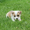 adoptable Dog in  named Zing