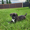 adoptable Dog in  named Be-bop