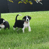 adoptable Dog in  named Boing