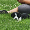 adoptable Dog in  named Bonk