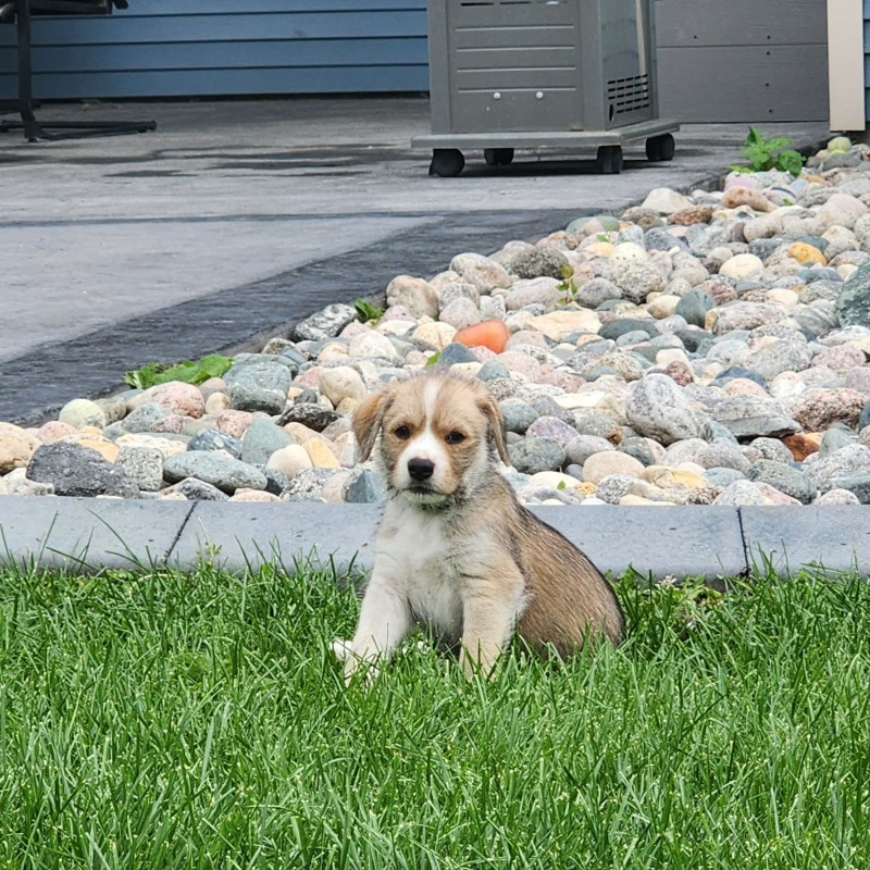 adoptable Dog in Fargo, ND named Clunk