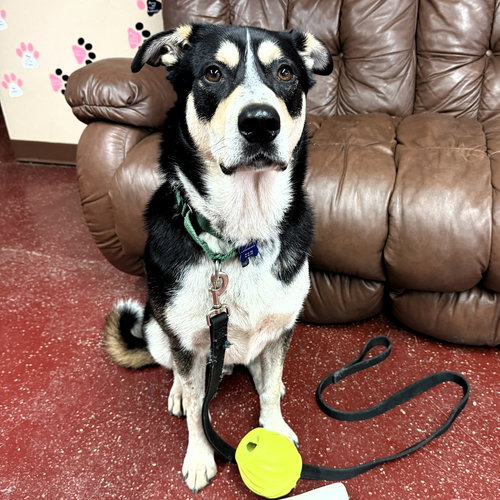 JERRY - Shepherd available for adoption