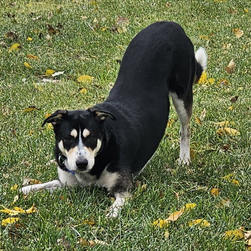 JERRY - Shepherd available for adoption