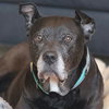 Sophia Petrillo - Photo 5