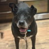 Sophia Petrillo
