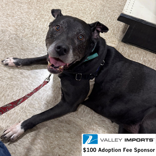SOPHIA PETRILLO - Pit Bull Terrier available for adoption