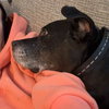 Sophia Petrillo - Photo 15