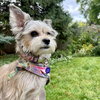 Midge Maisel