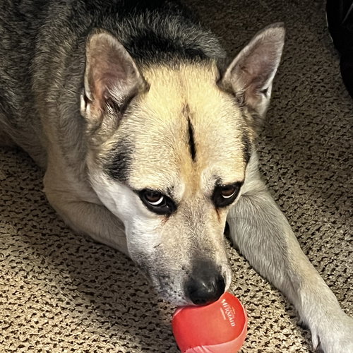 CRYPT - Husky available for adoption