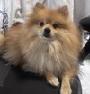 Mr. Fluffy