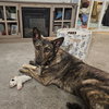 Kayah - Photo 12
