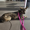 Kayah - Photo 9