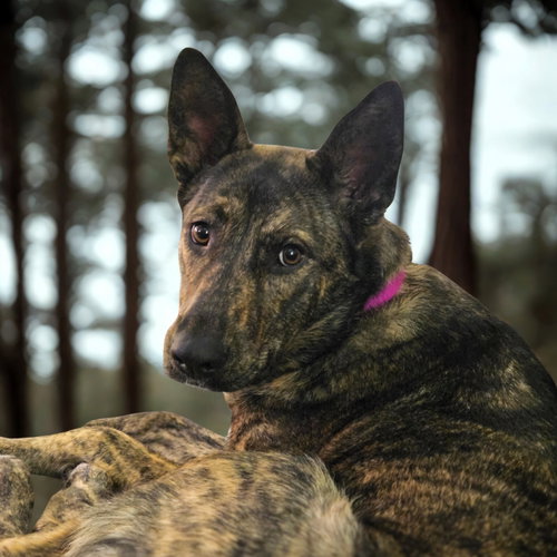 KAYAH - Shepherd available for adoption