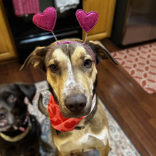 RUDY GOBERT - German Shepherd Dog / Great Dane available for adoption