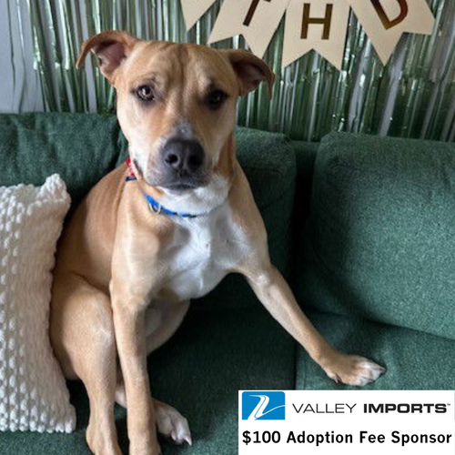 Hitch Trailblazer, an adoptable Pit Bull Terrier in Fargo, ND