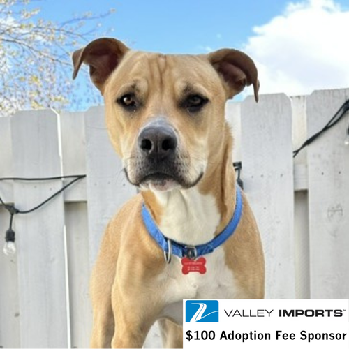 Hitch Trailblazer, an adoptable Pit Bull Terrier in Fargo, ND