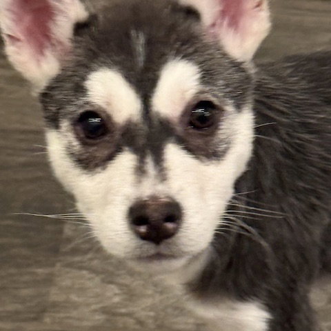 Mallory Image
