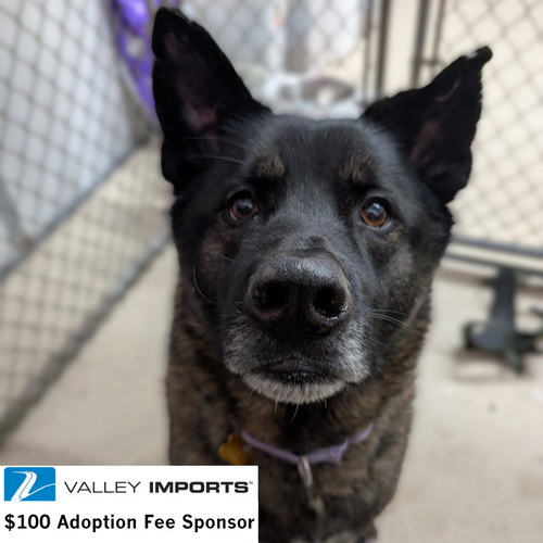 Guthrie, an adoptable Shepherd in Fargo, ND