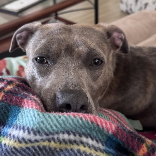 Mahina, an adoptable Pit Bull Terrier in Fargo, ND