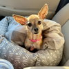 Fennec