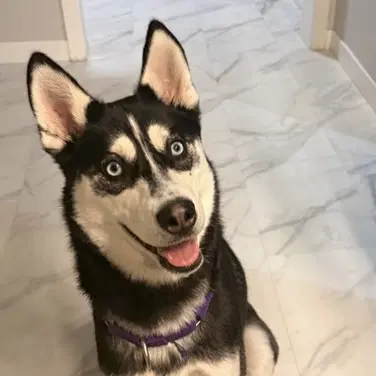 Aurelia - Husky