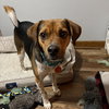 Lewie