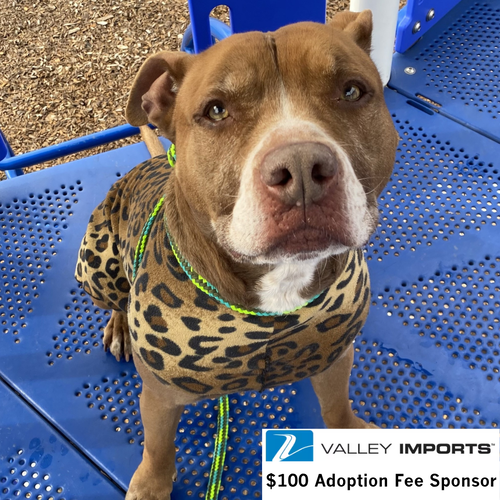 Riggs, an adoptable Pit Bull Terrier in Fargo, ND