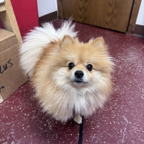 Mr Fluffy