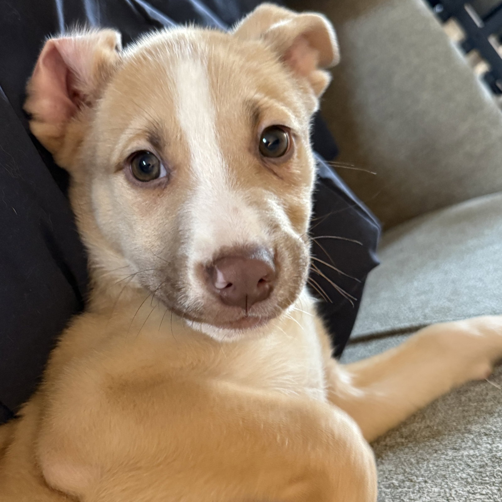 Roo
