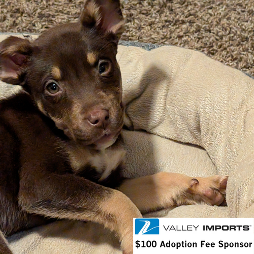Lia, an adoptable Husky in Fargo, ND